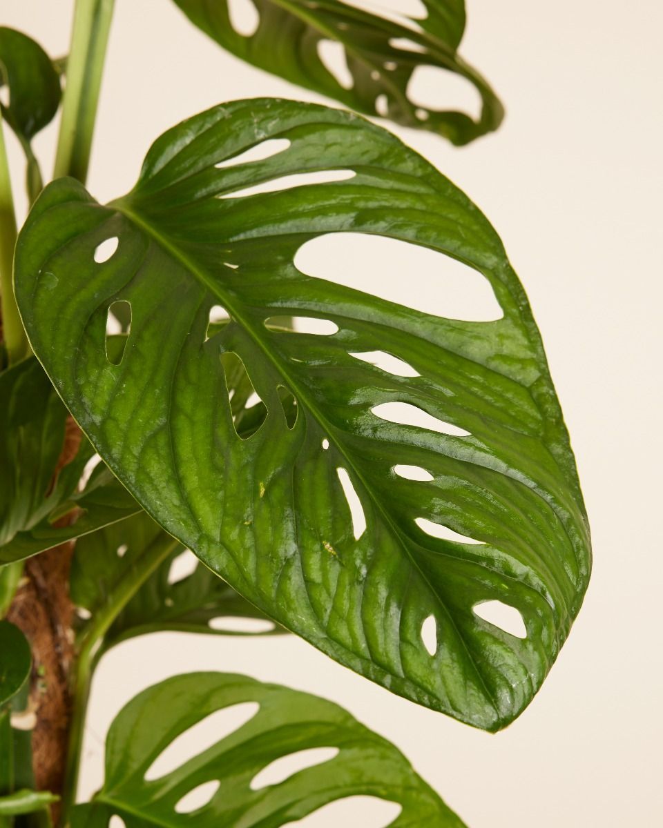 Monstera Adansonii Pianta del pane americana Monkey Mask