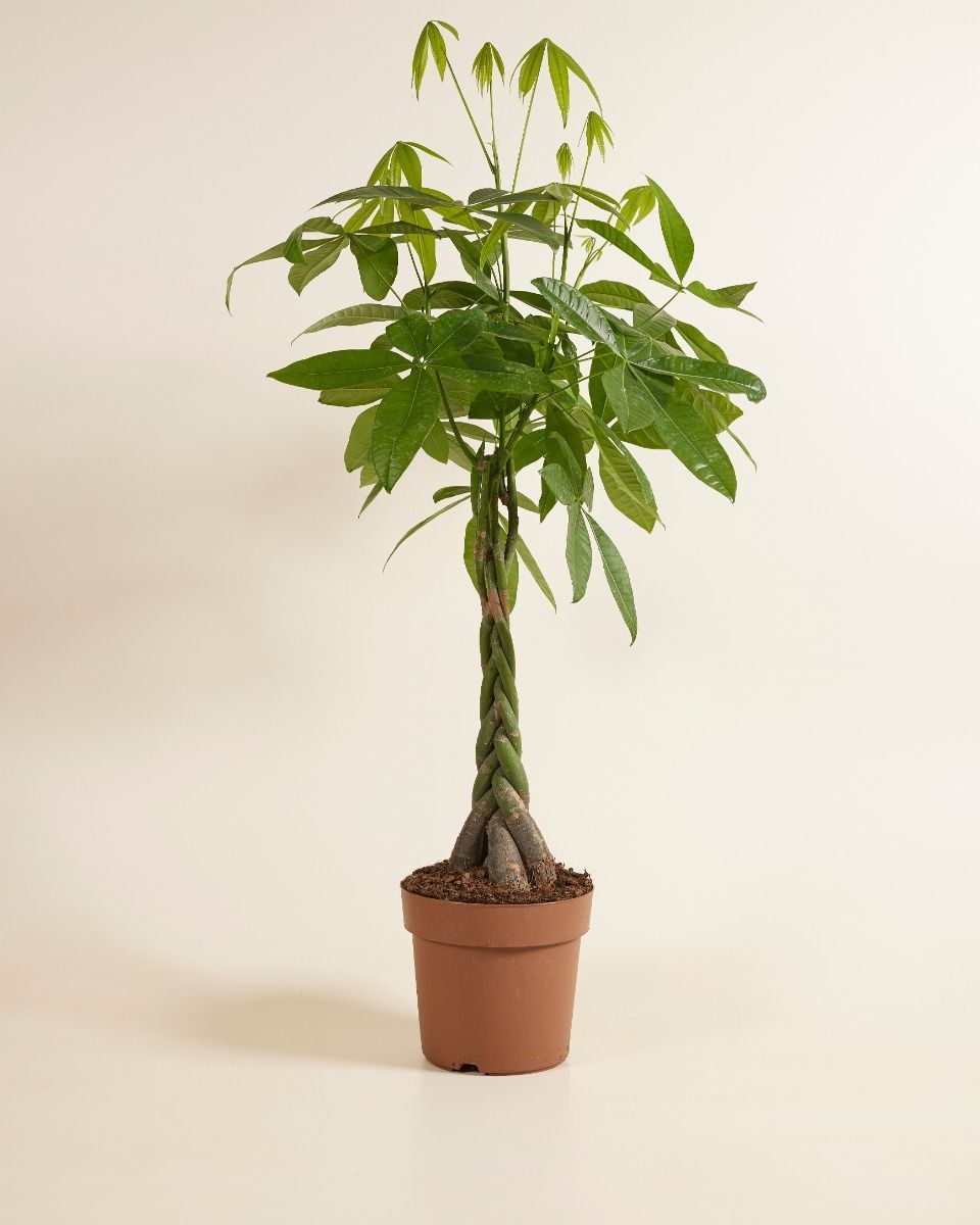 Pachira Money tree Aquatica
