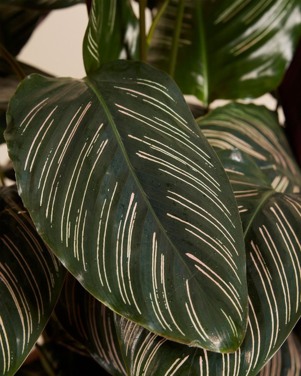 Calathea Pfeilwurze Ornata