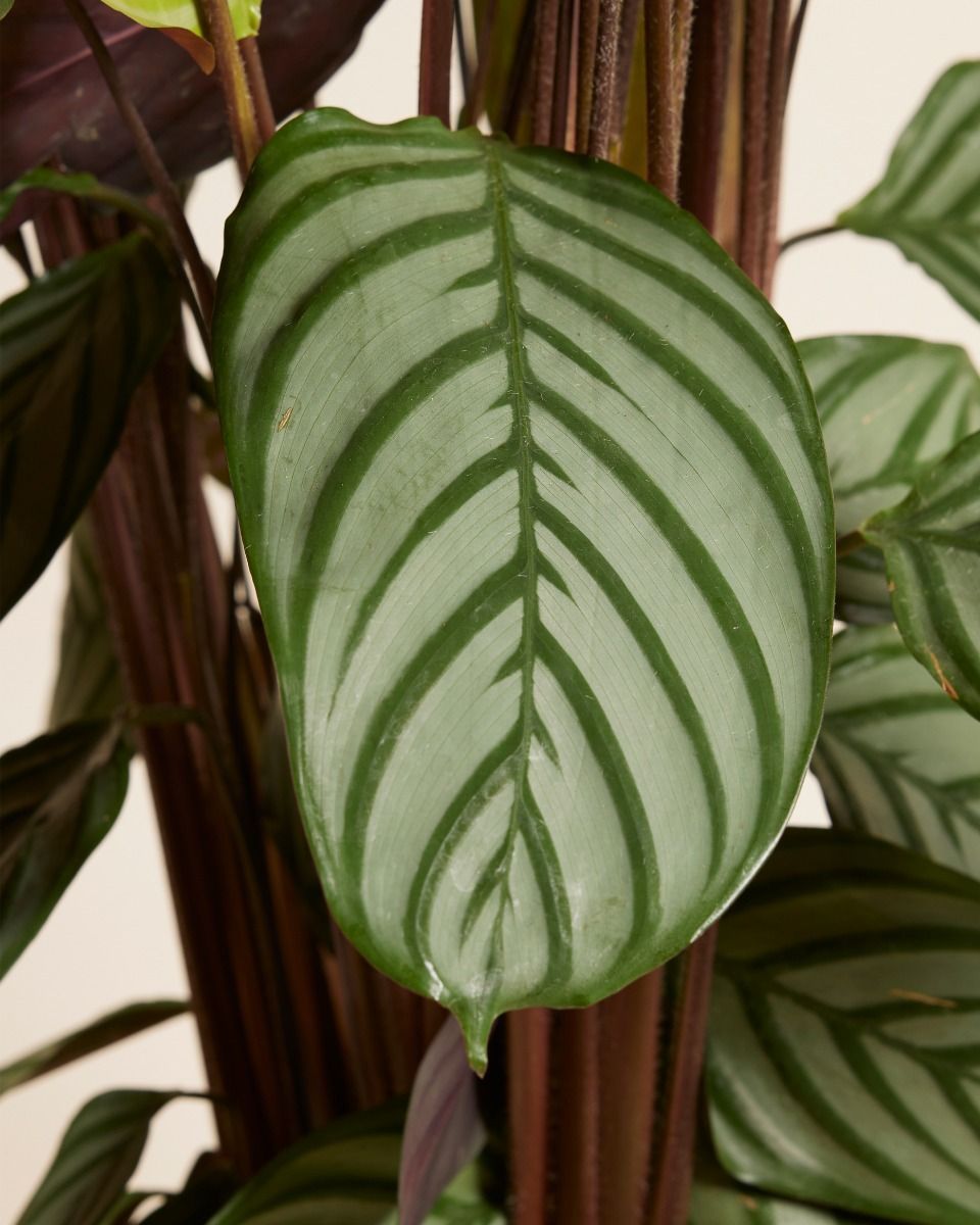 Calathea Pfeilwurze Oppenheimiana