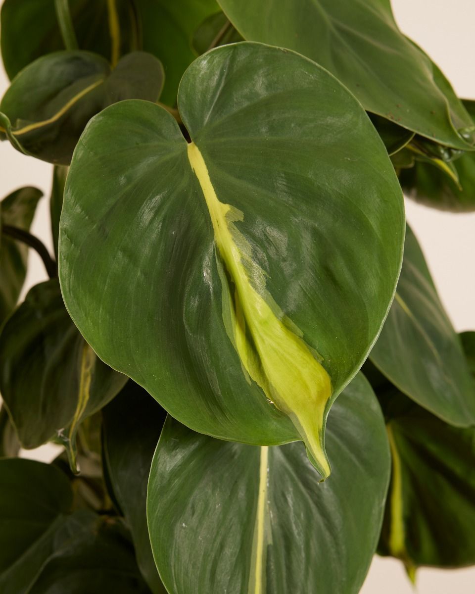 Philodendron Filodendro Scandens Brasil