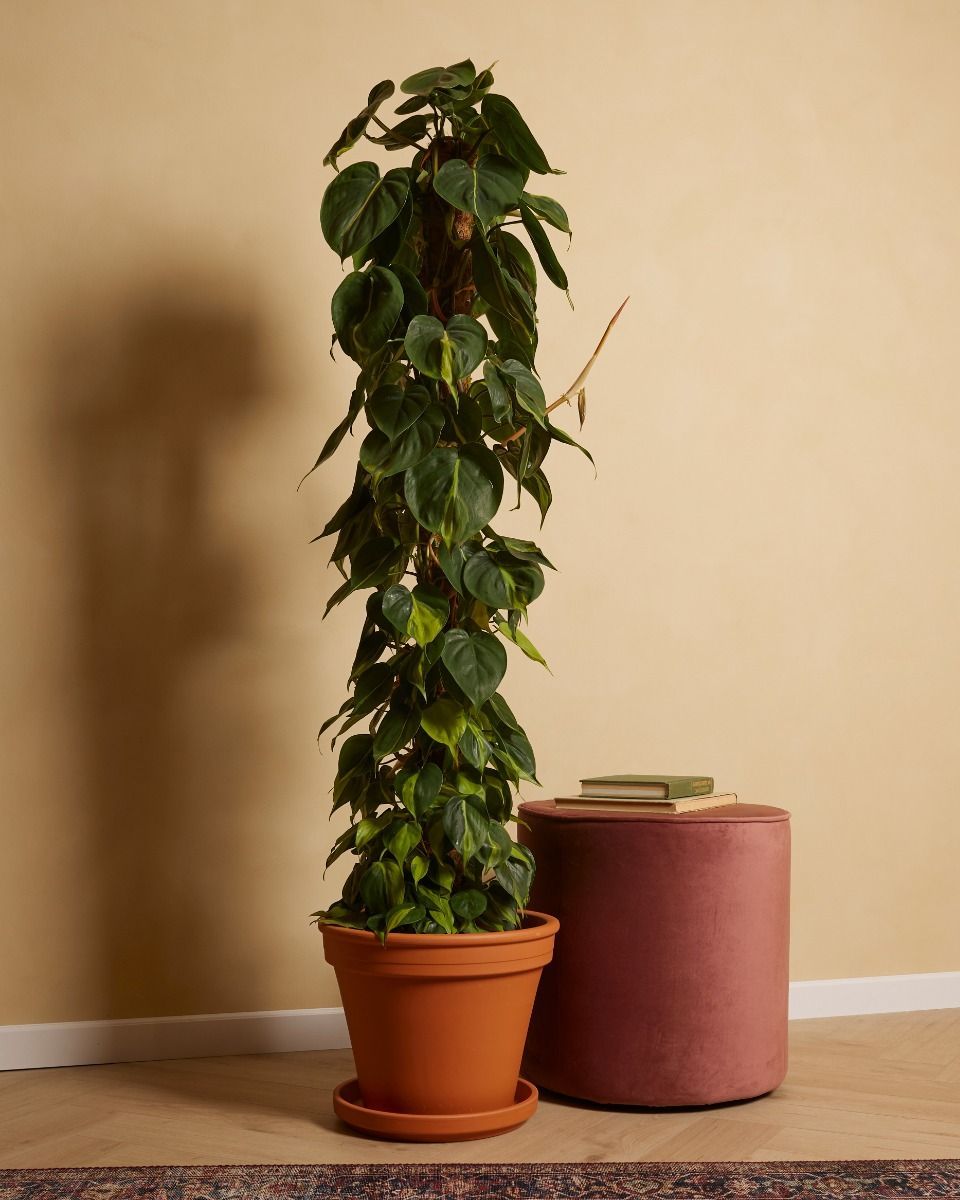 Philodendron Filodendro Scandens Brasil