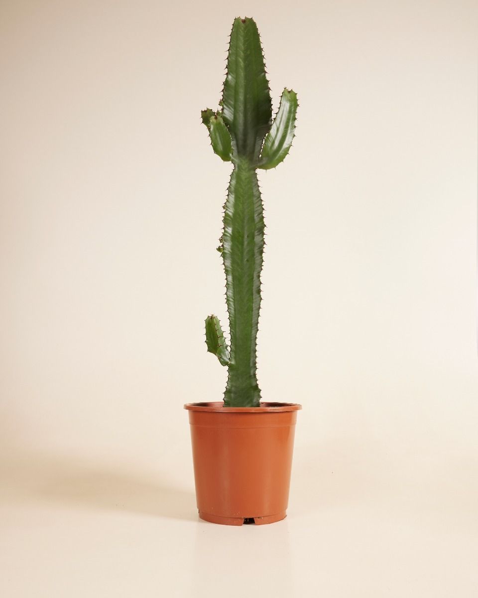 Euphorbia Acruensis