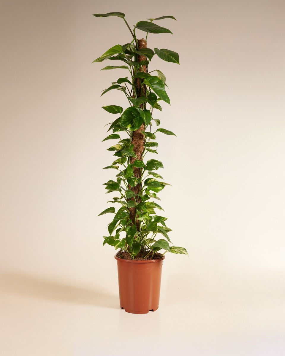 Scindapsus Devil’s Ivy Aureum