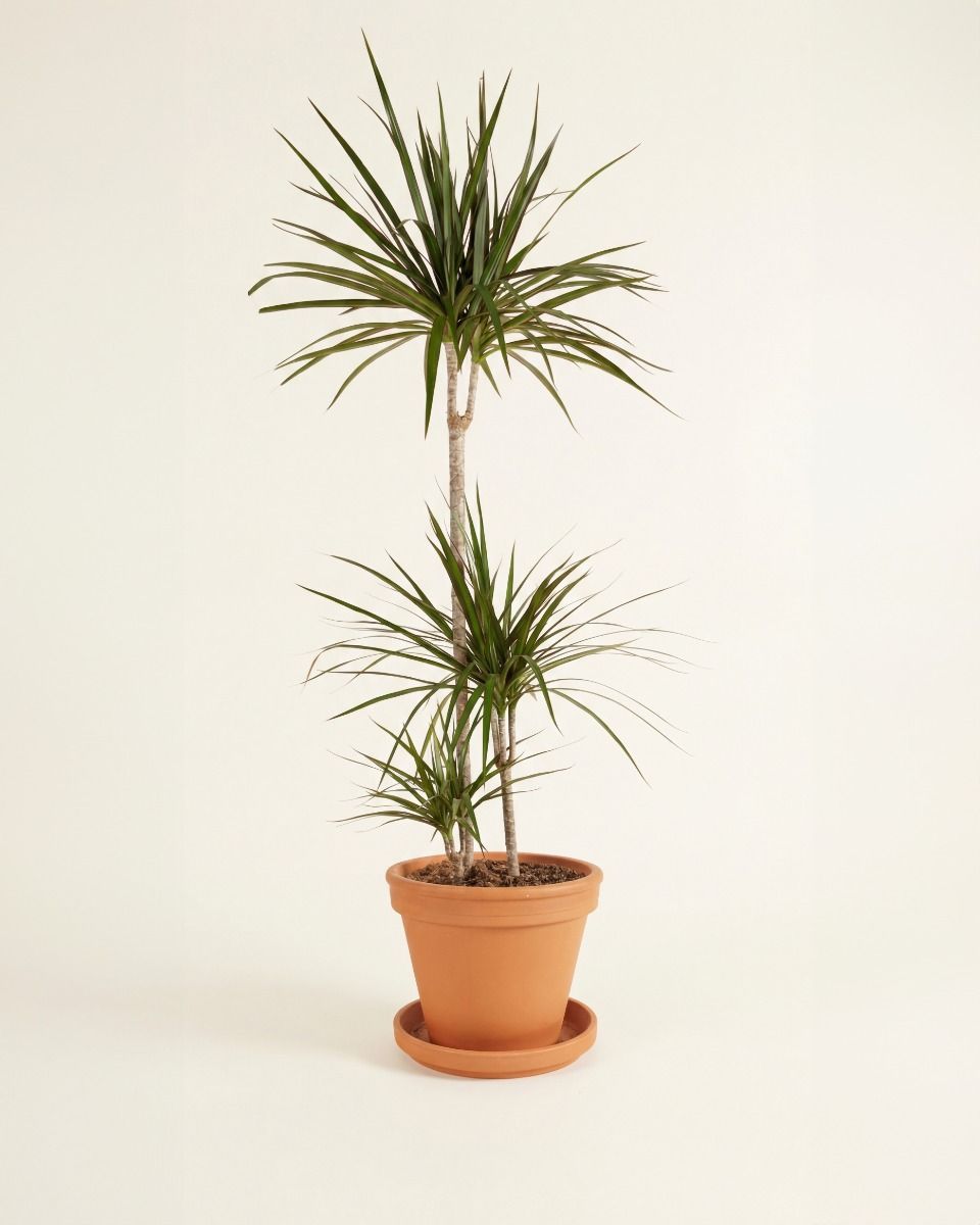 Dracaena Dragon Tree Marginata