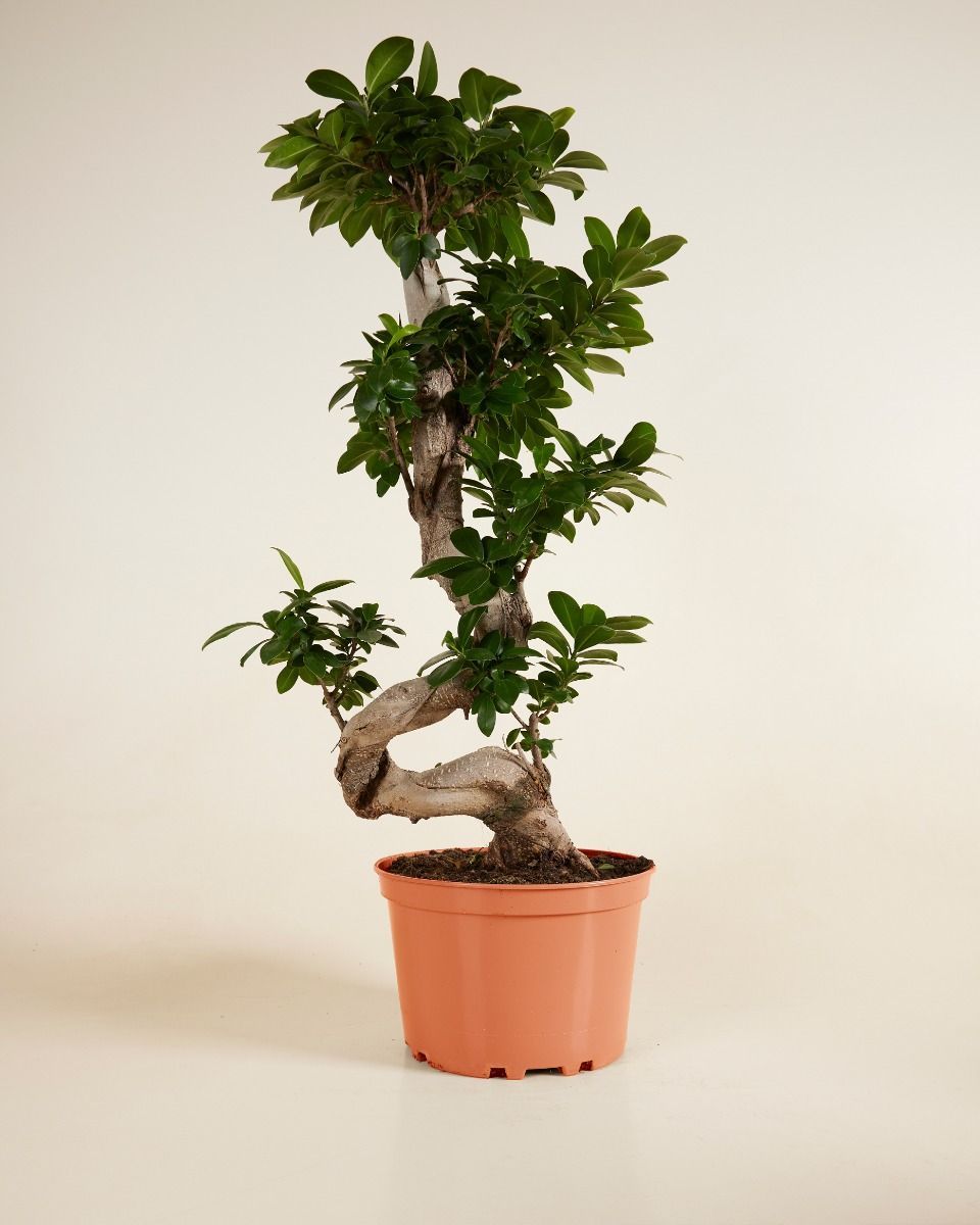 Ficus Ginseng Ficus Ginseng