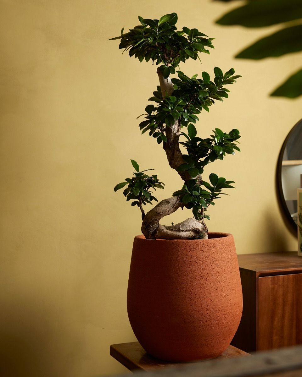 Ficus Ginseng