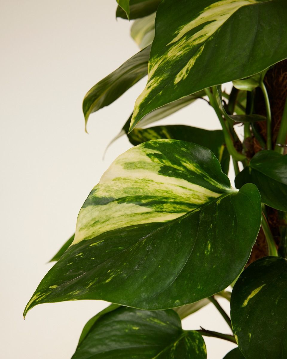 Scindapsus Golden Pothos Aureum