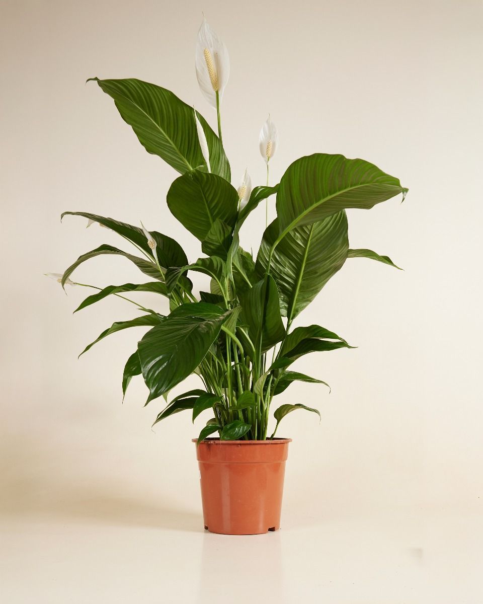 Spathiphyllum Peace Lily Sweet Lauretta