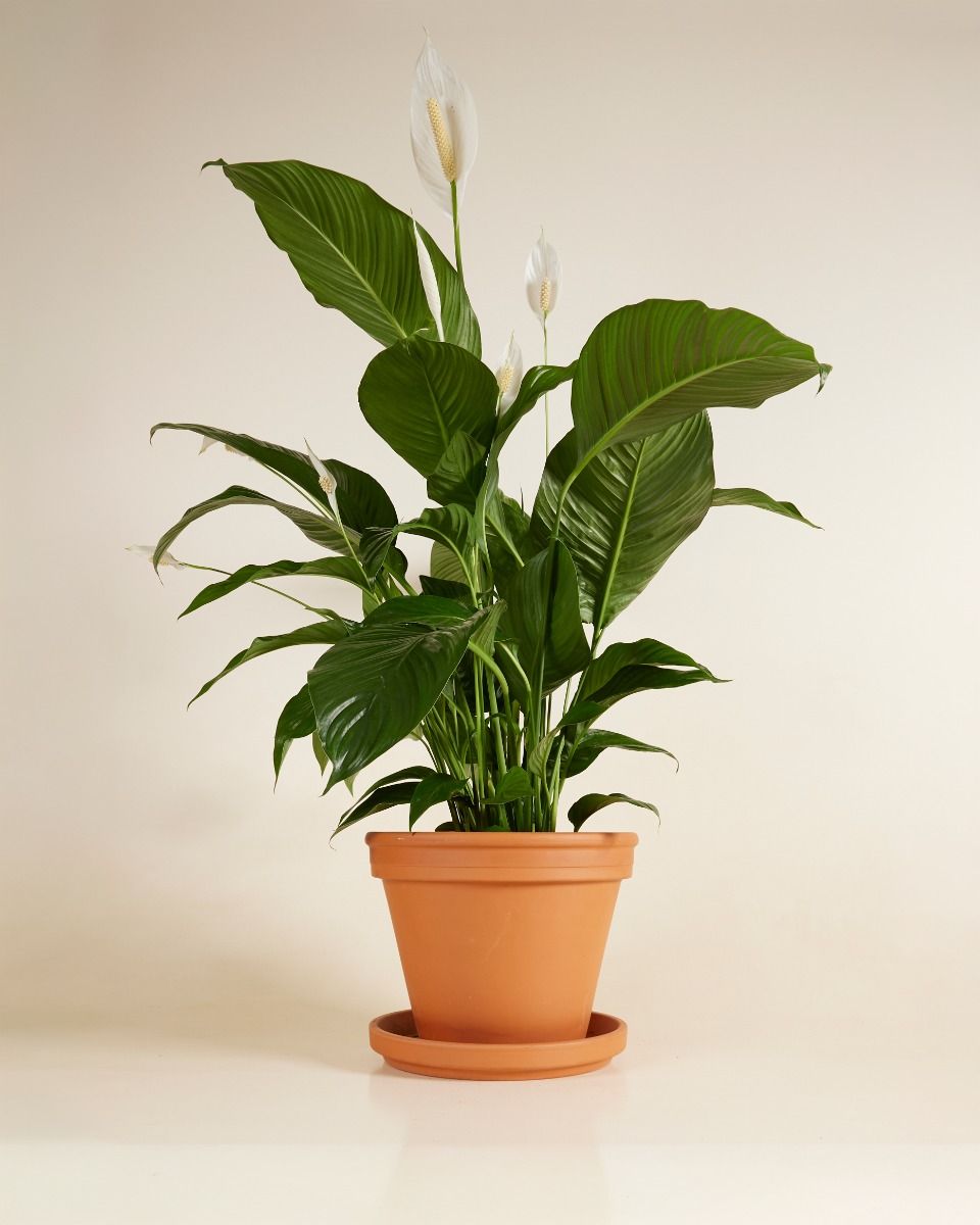 Spathiphyllum Lys de paix Sweet Lauretta