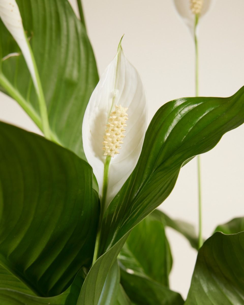 Spathiphyllum Lys de paix Sweet Lauretta
