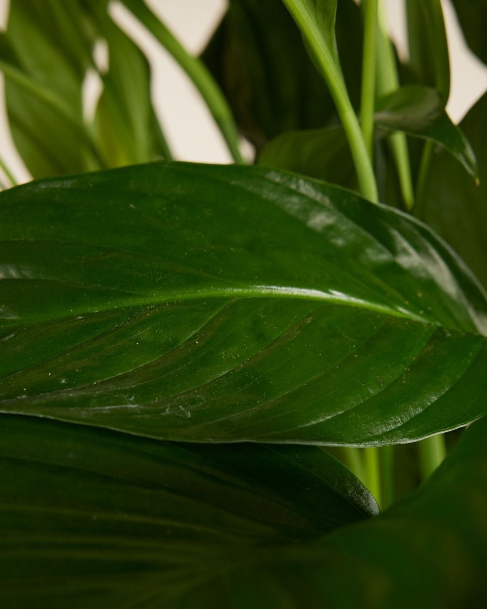 Spathiphyllum Lys de paix Sweet Lauretta
