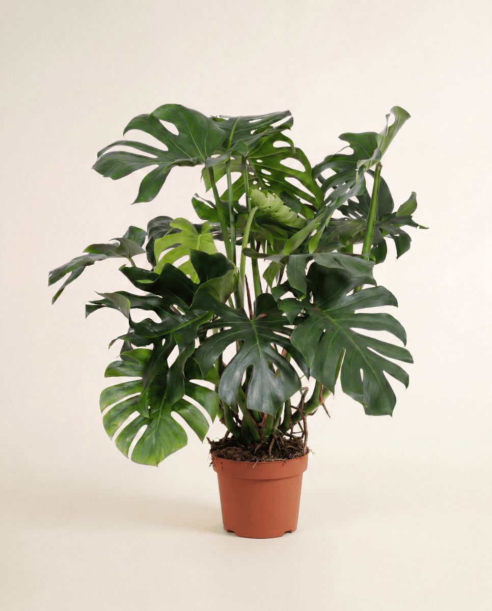 Monstera Swiss Cheese plant Deliciosa