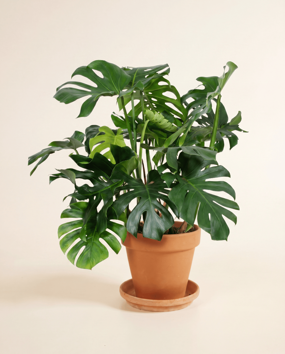 Monstera Monstera Deliciosa