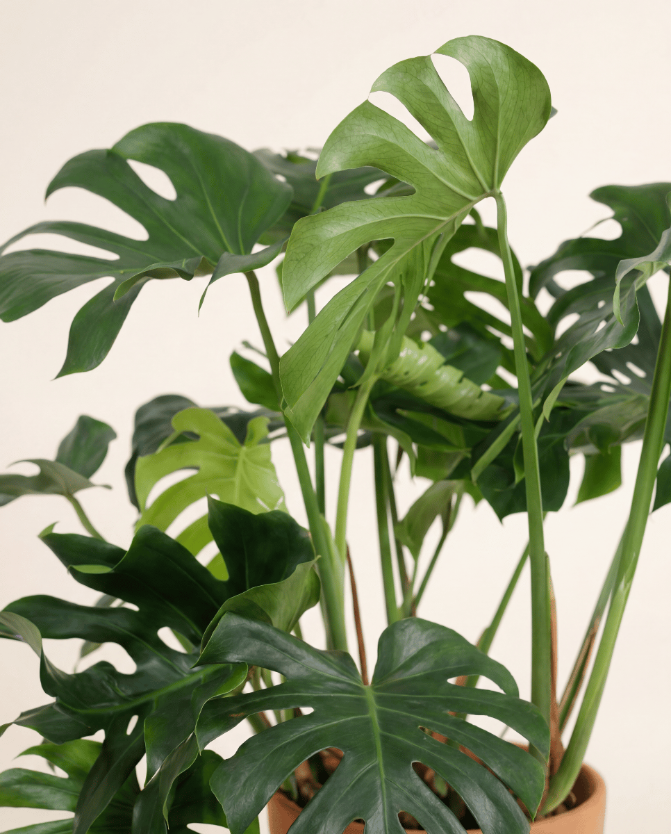 Monstera Monstera Deliciosa