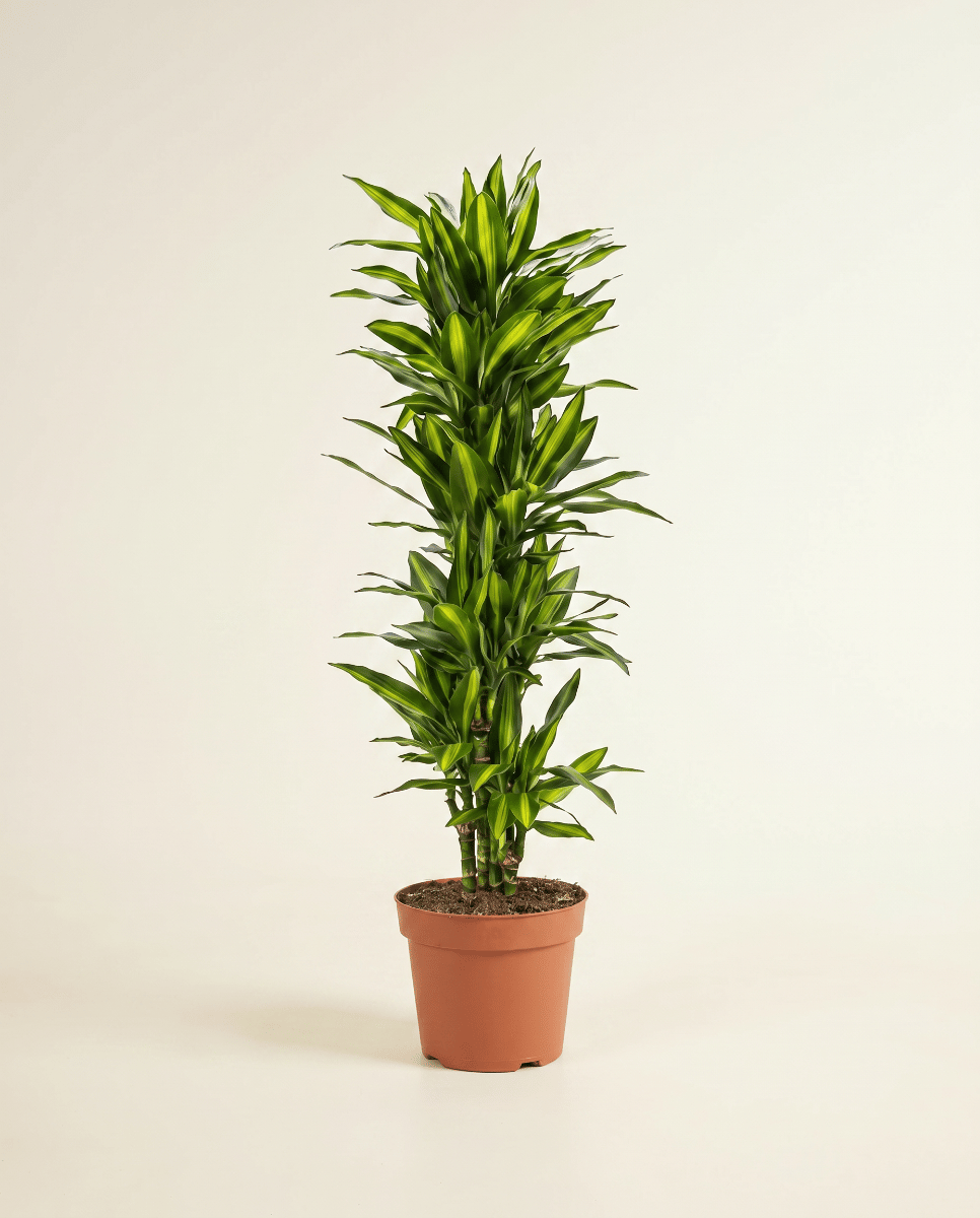 Dracaena Dracena Cintho