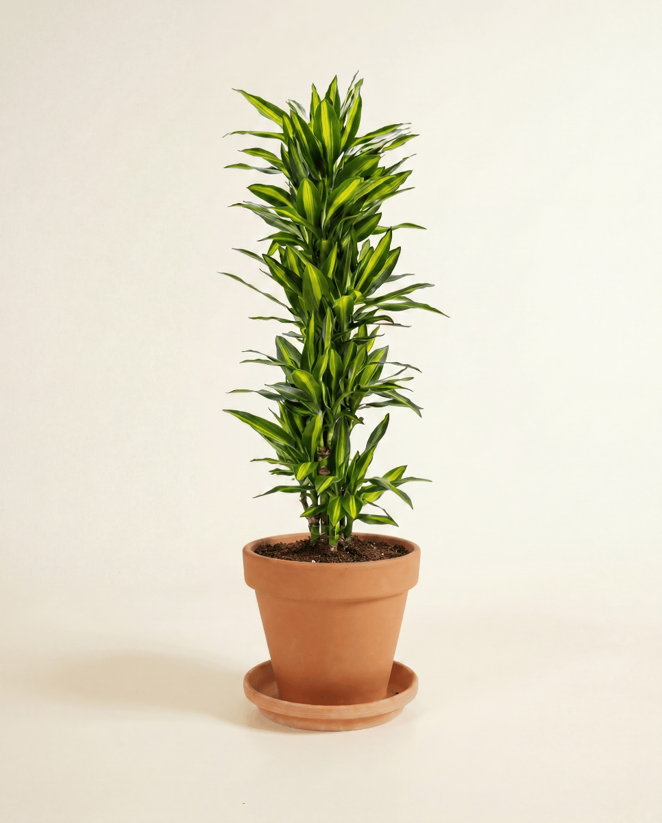 Dracaena Drachenbäume Cintho