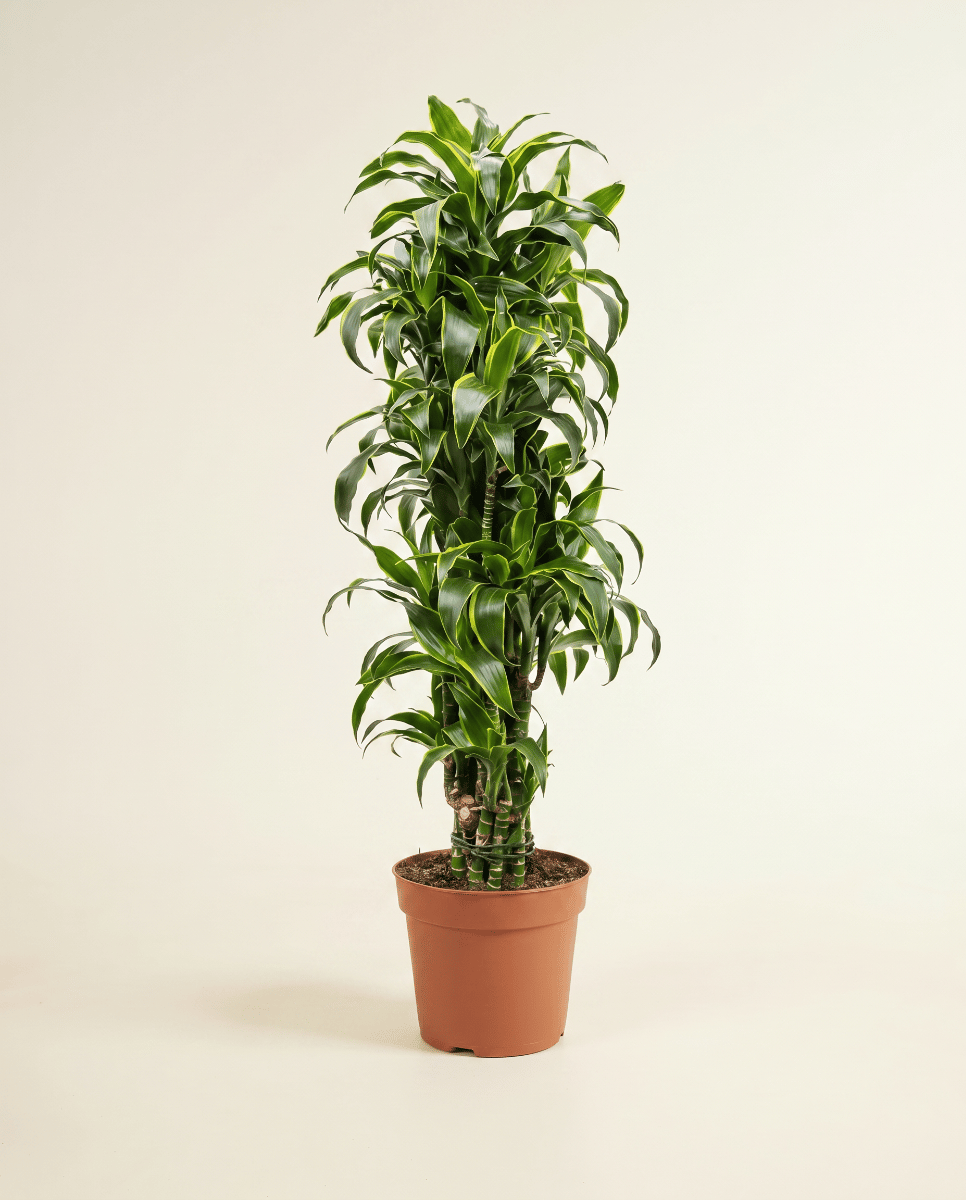 Dracaena Dragon tree Dorado
