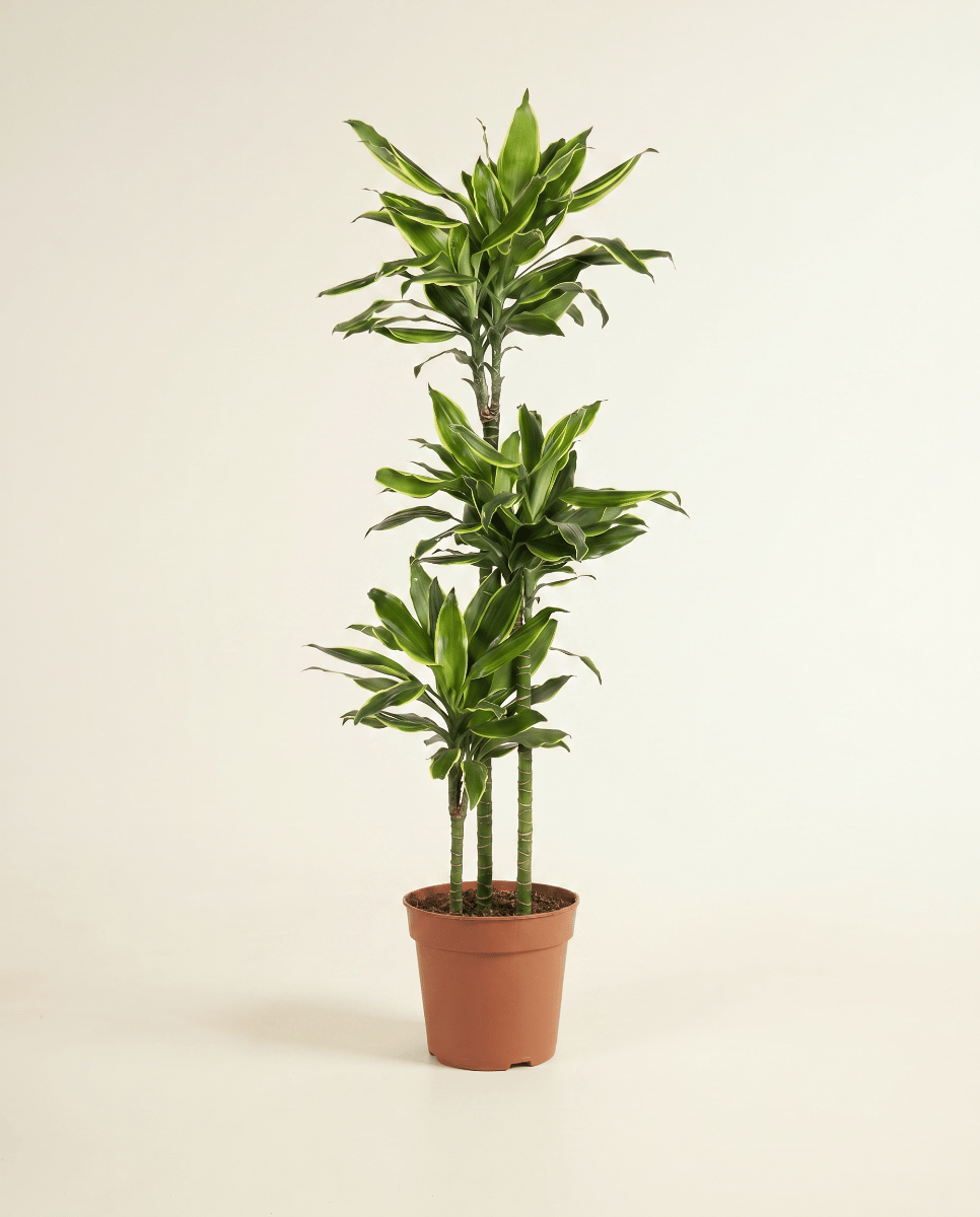 Dracaena Dracena Golden Coast