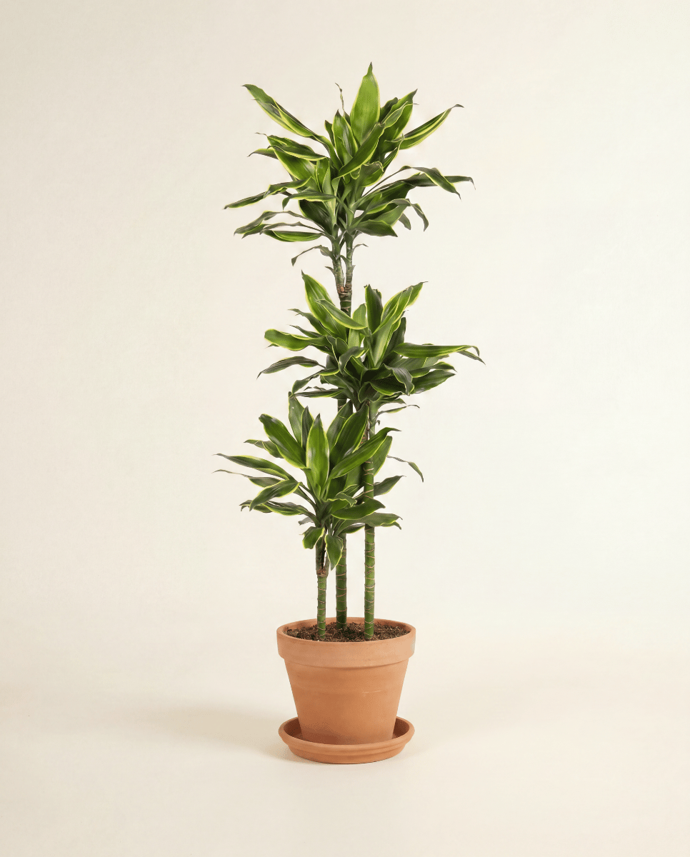 Dracaena Árbol del dragón Golden Coast