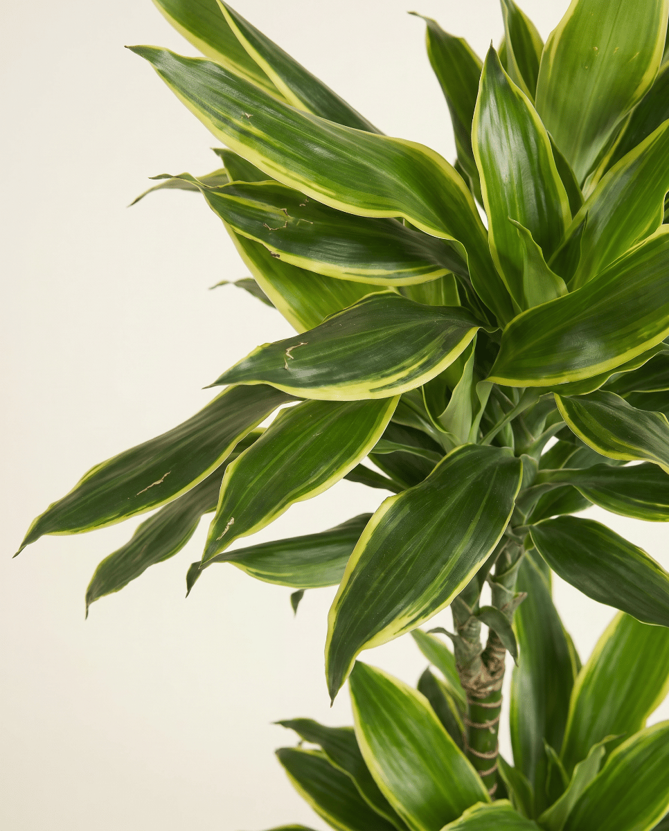 Dracaena Árbol del dragón Golden Coast