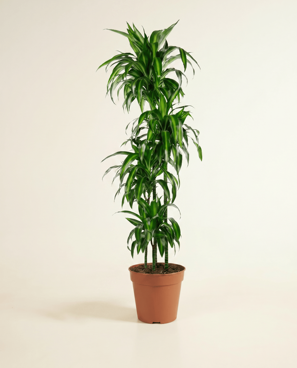 Dracaena Dracena Hawaiian Sunshine