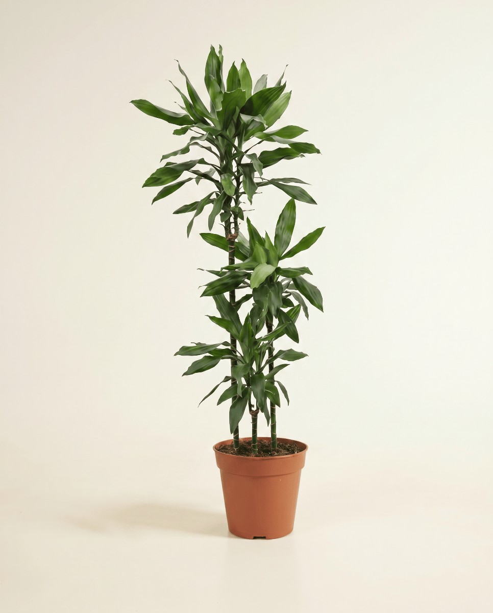 Dracaena Drakenbloedboom Janet Lind