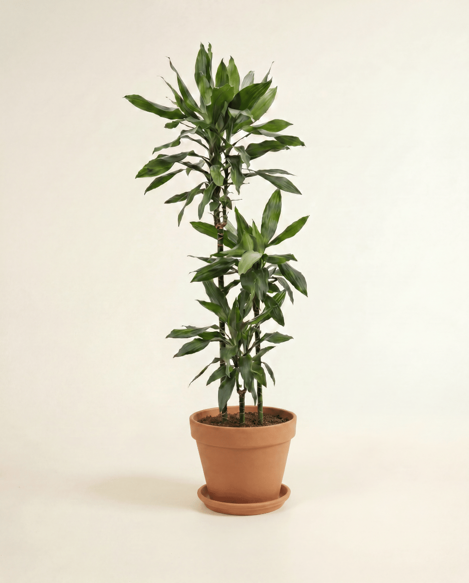 Dracaena Dracena Janet Lind