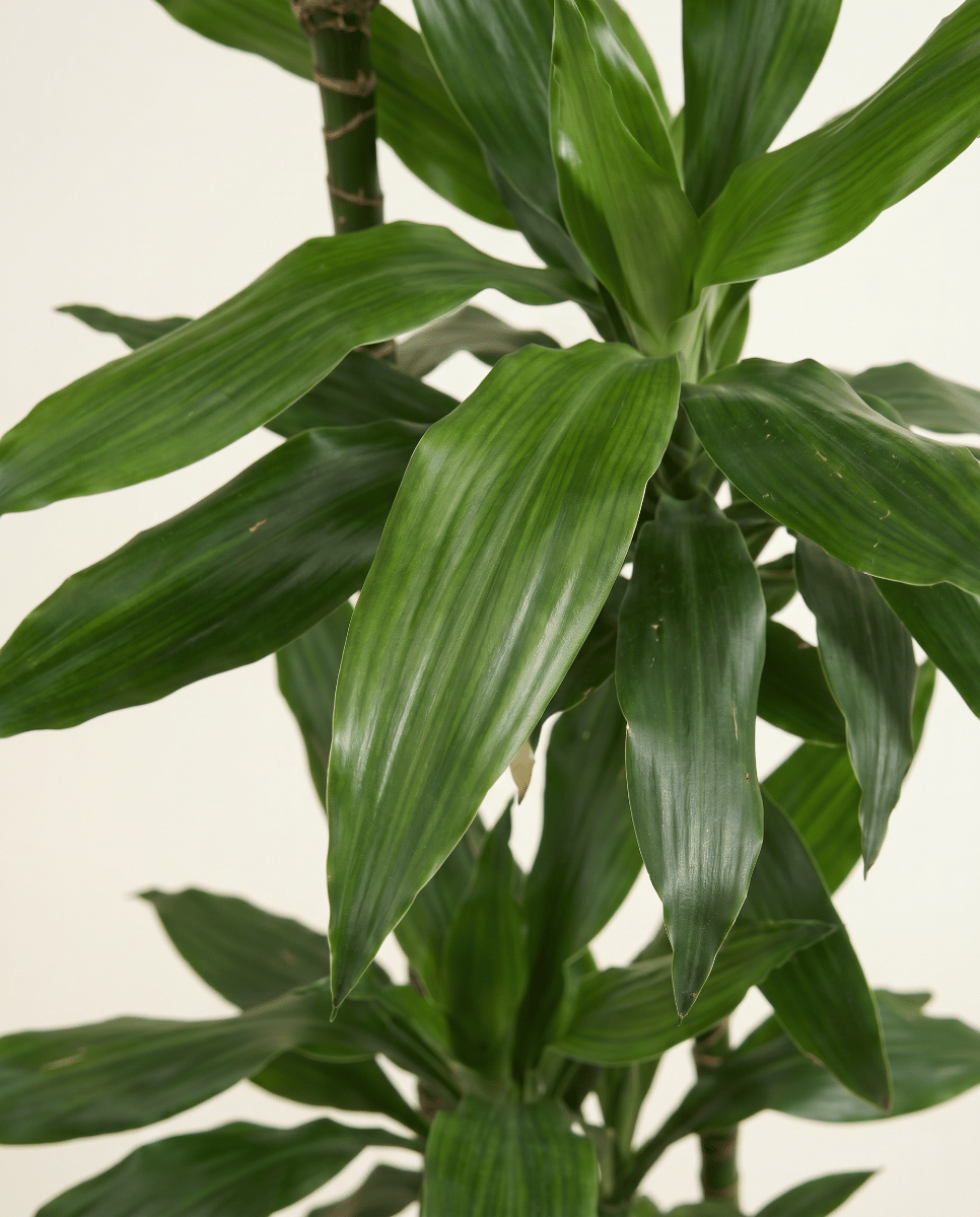 Dracaena Dracena Janet Lind