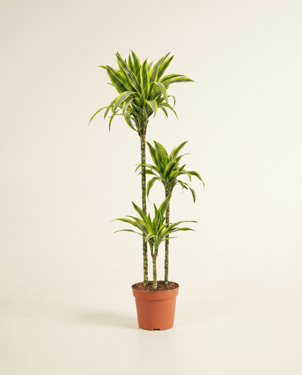 Dracaena Dragon tree Lemon Lime