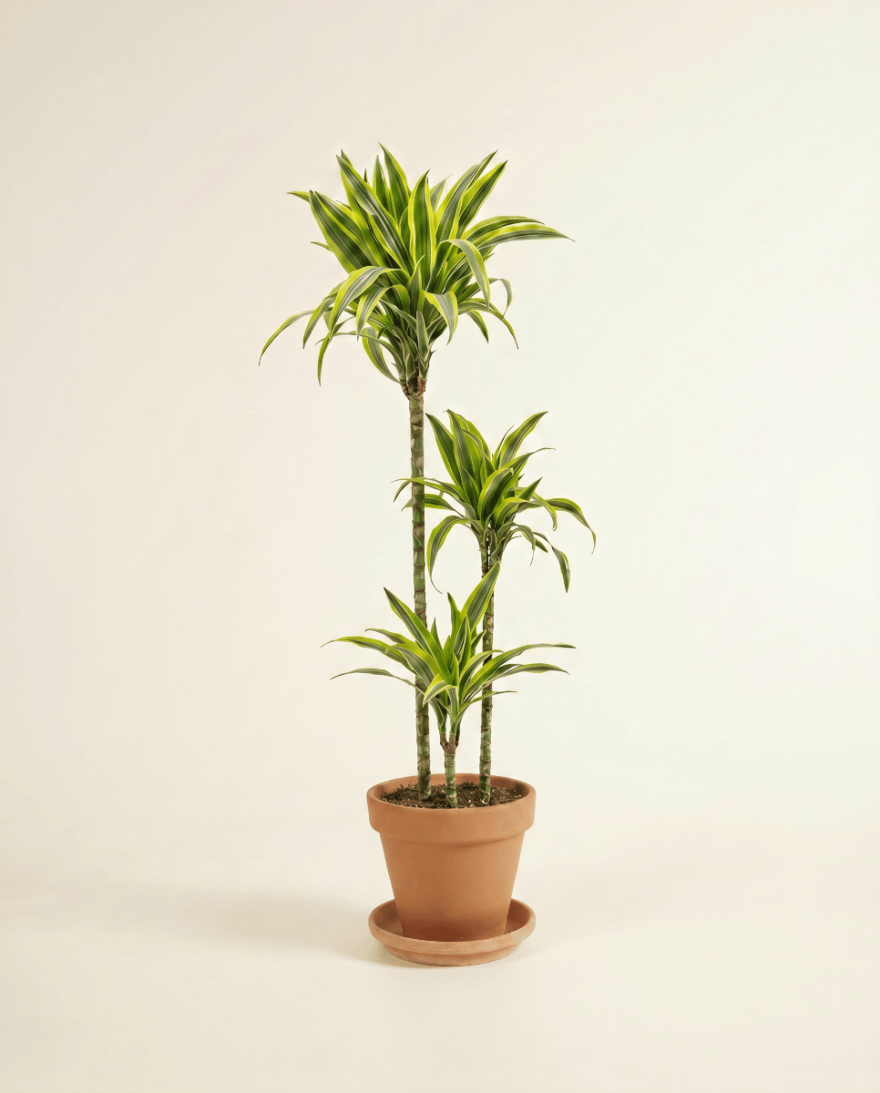 Dracaena Dragon tree Lemon Lime