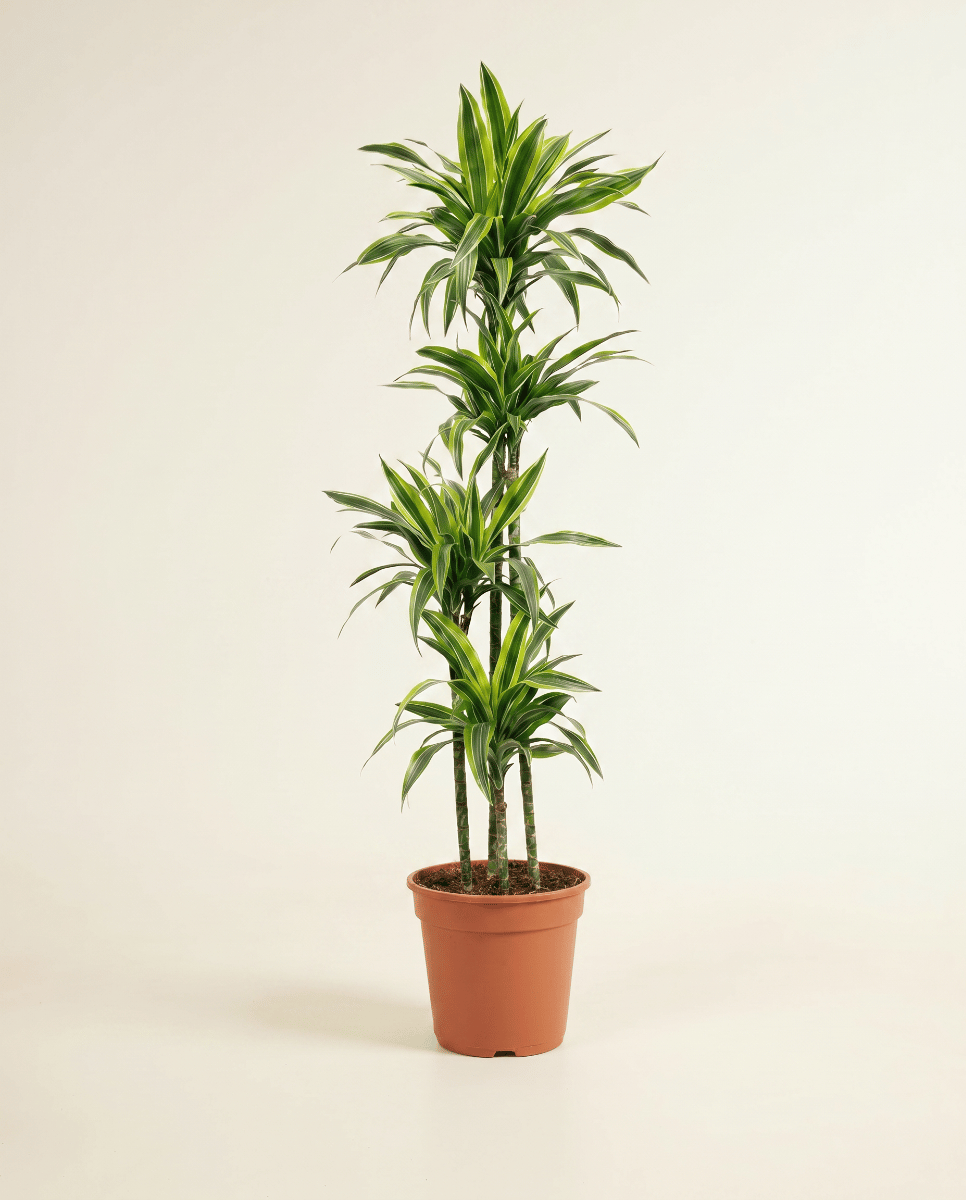 Dracaena Drakenbloedboom Lemon Lime