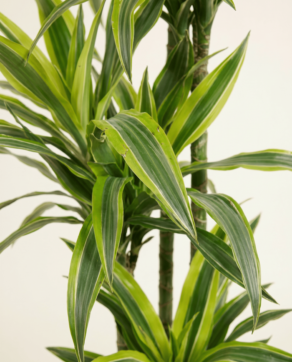 Dracaena Dragon tree Lemon Lime
