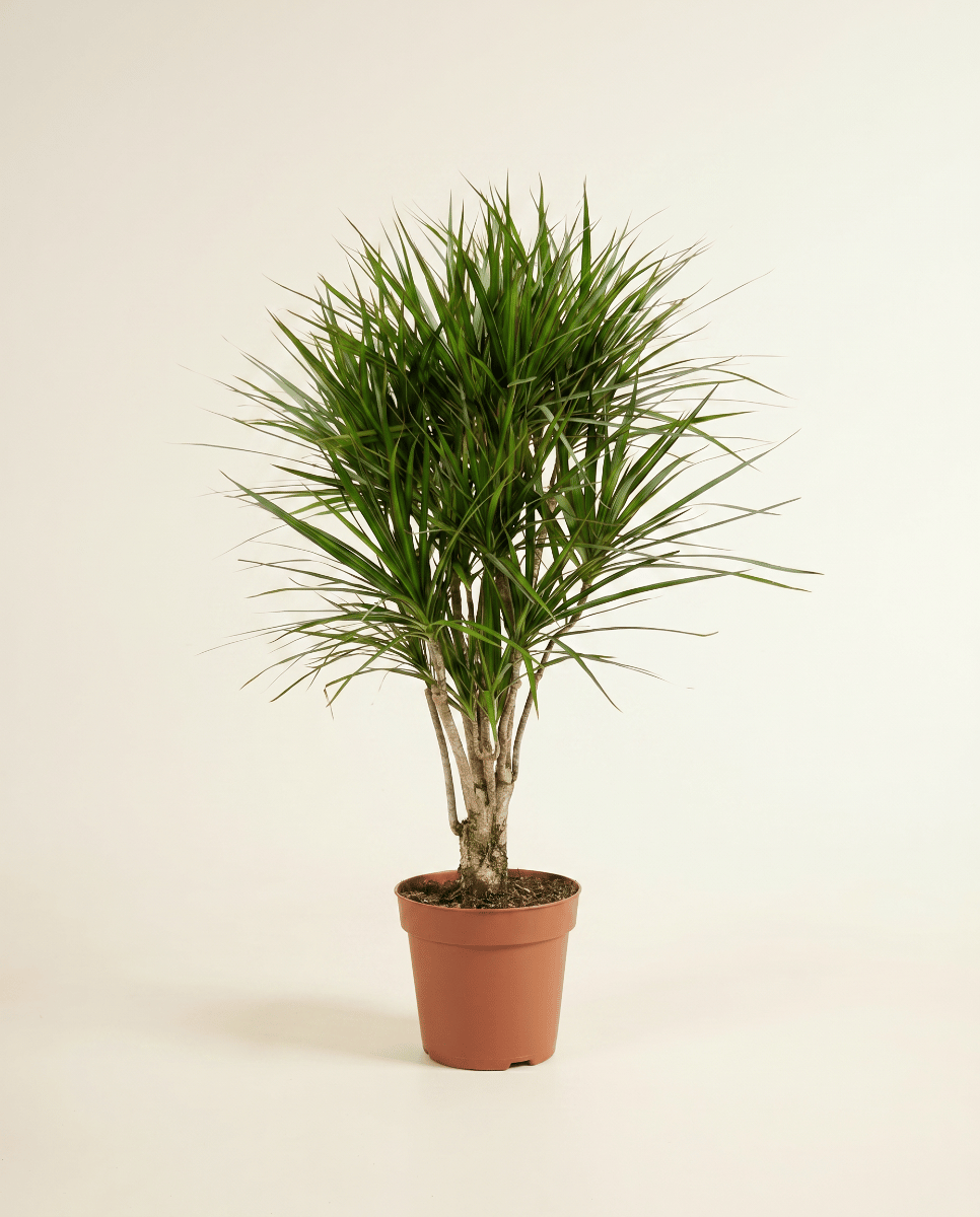 Dracaena Drakenbloedboom Marginata