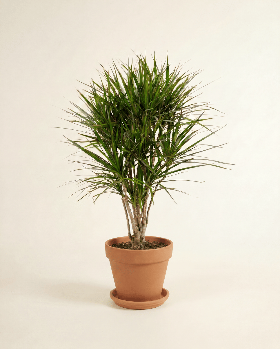Dracaena Drachenbäume Marginata