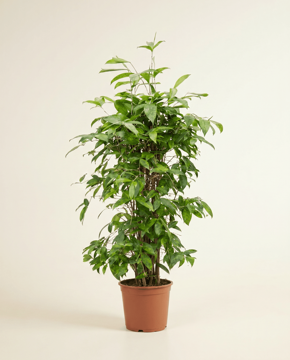 Dracaena Drakenbloedboom Surculosa