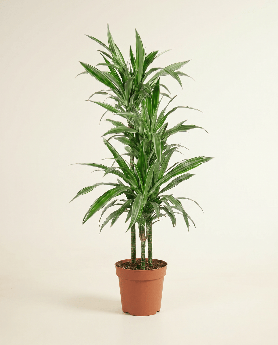 Dracaena Drakenbloedboom Warneckei