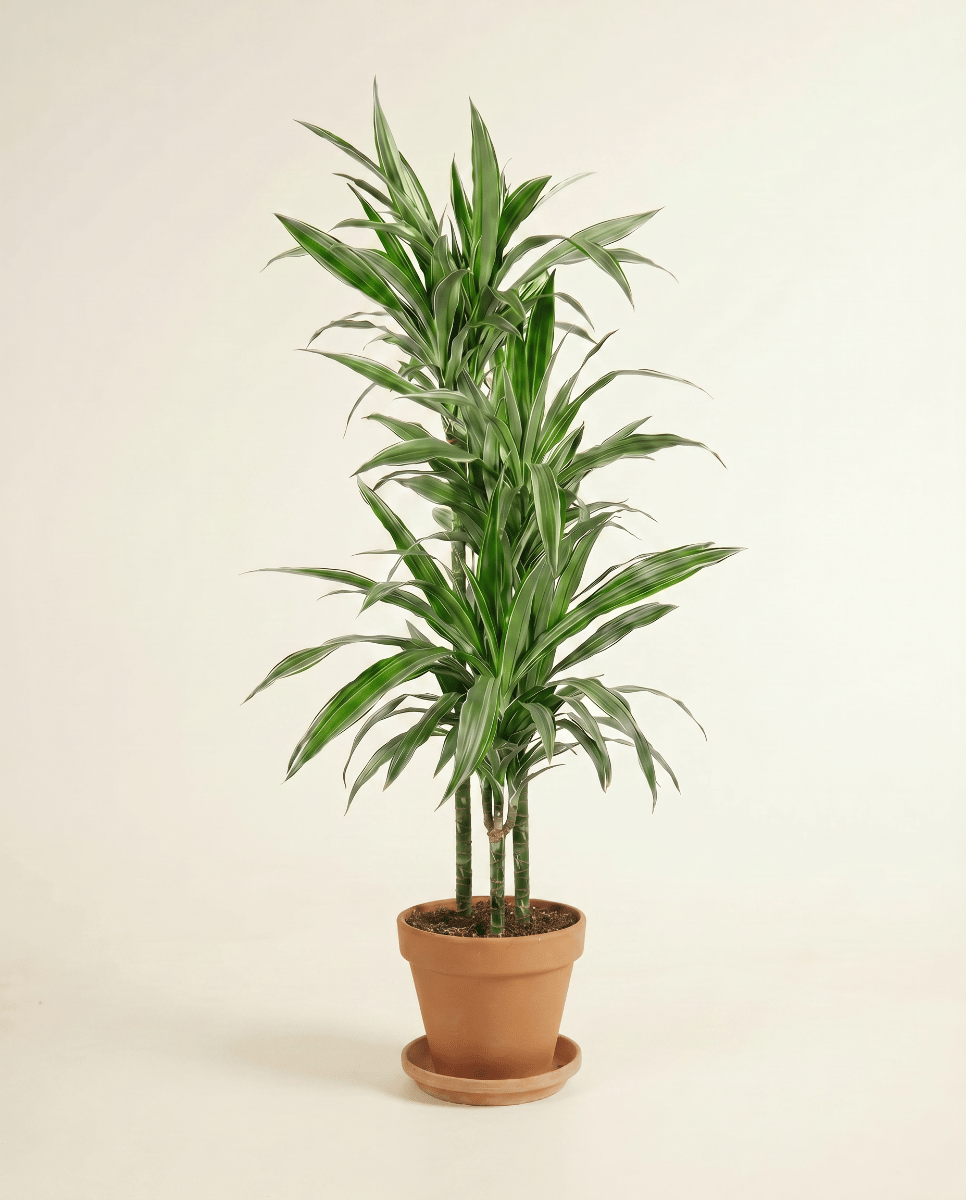 Dracaena Dragon tree Warneckei