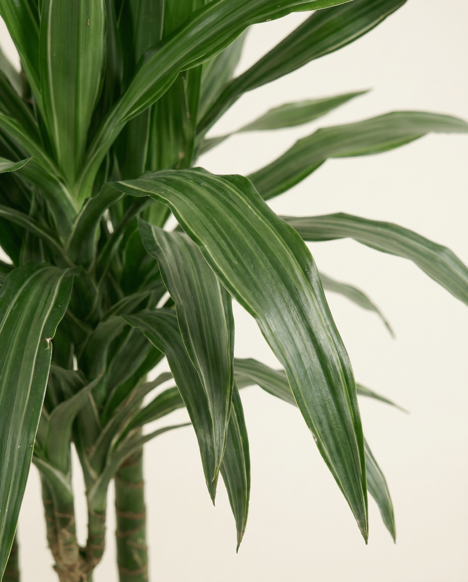 Dracaena Dragon tree Warneckei