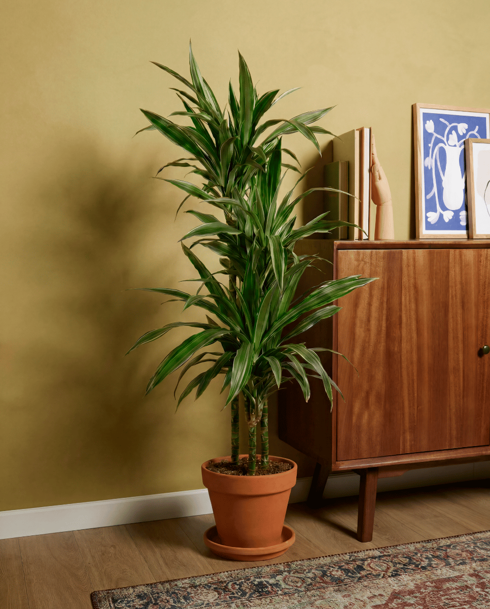 Dracaena Dragon tree Warneckei