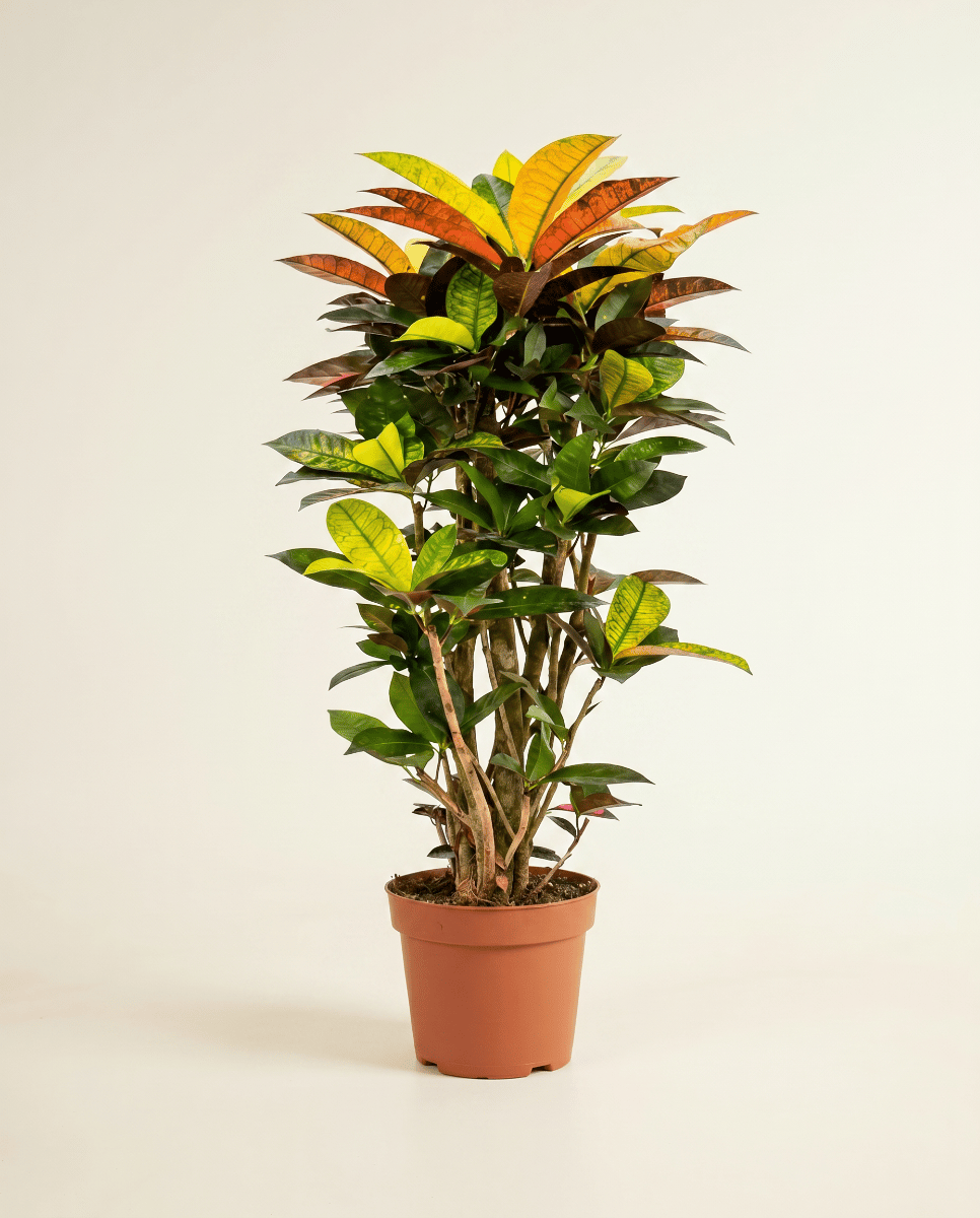 Codiaeum Croton Variegatum Iceton