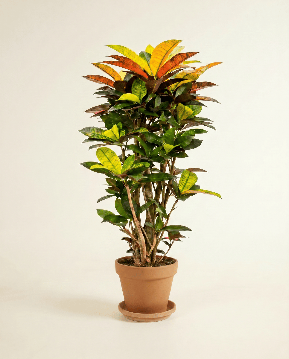 Codiaeum Croton Variegatum Iceton