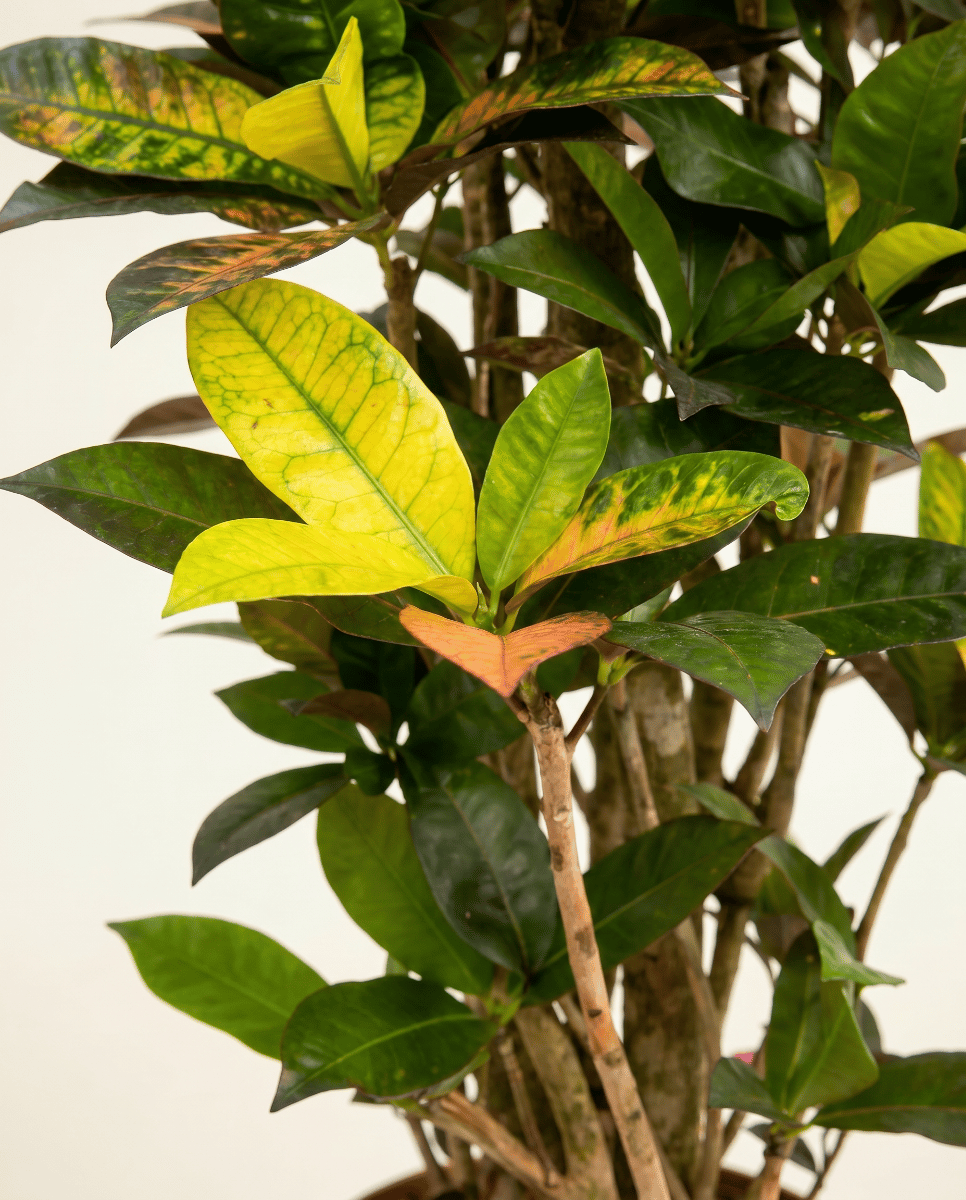 Codiaeum Croton Variegatum Iceton