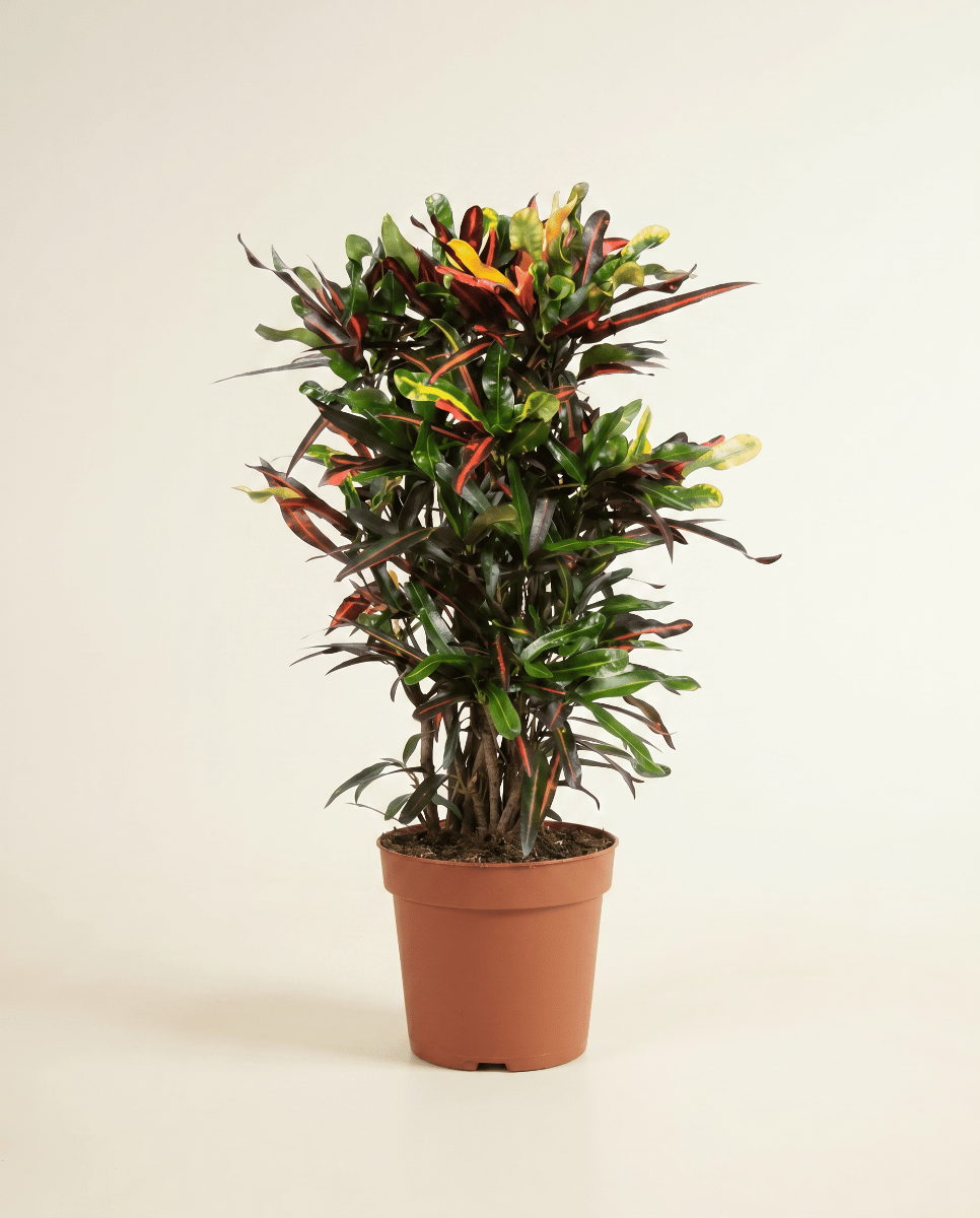 Codiaeum Croton Variegatum Mammi