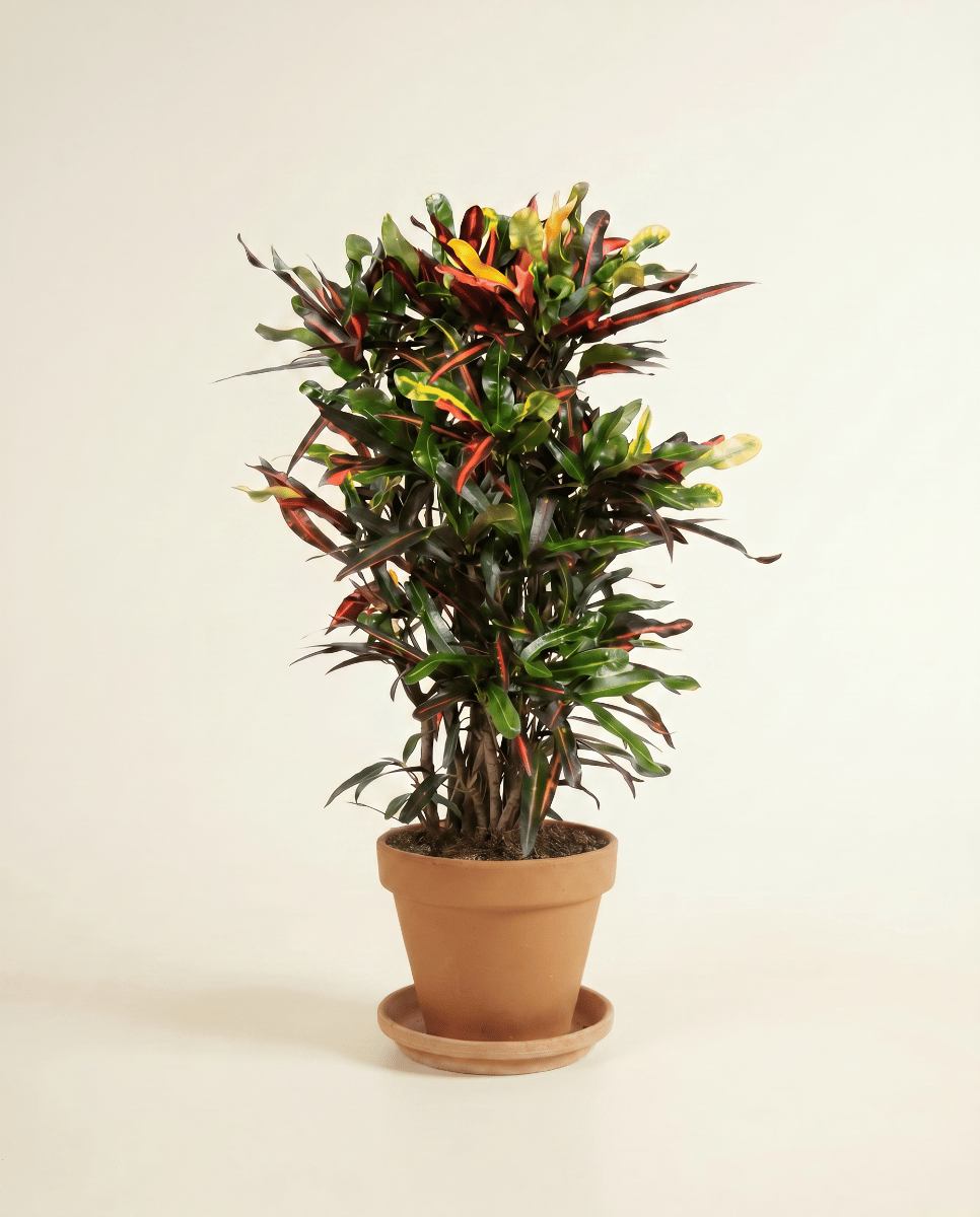 Codiaeum Croton Variegatum Mammi