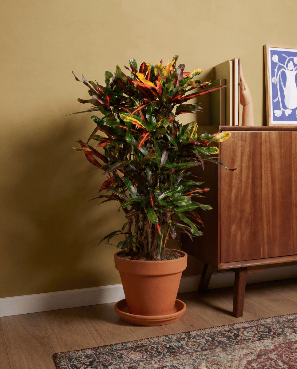 Codiaeum Croton Variegatum Mammi