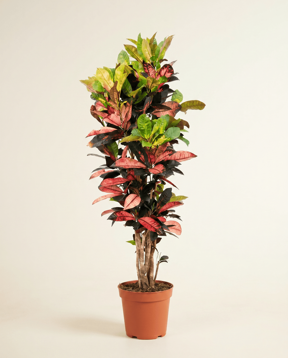 Codiaeum Croton Variegatum Iceton