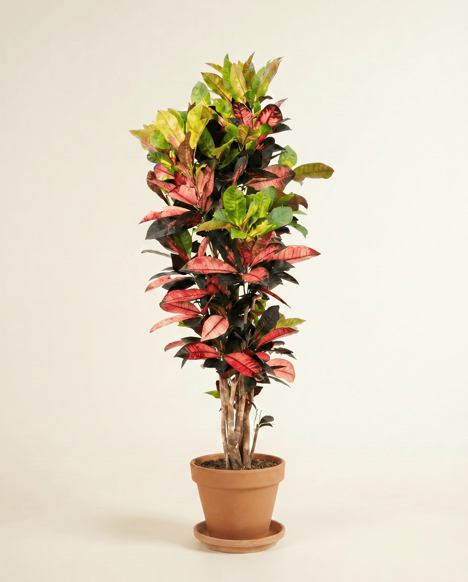 Codiaeum Crotón Variegatum Iceton