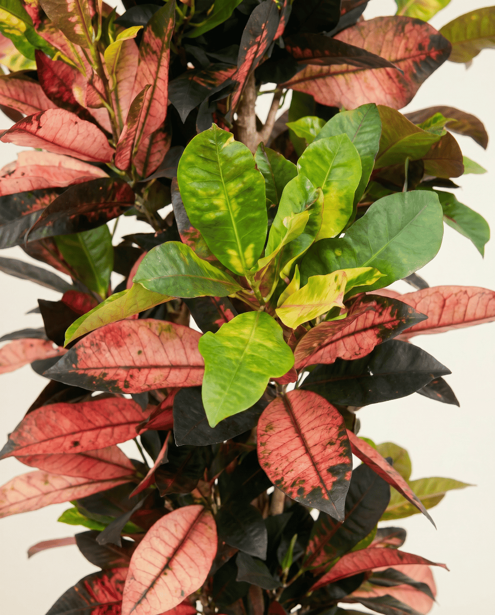 Codiaeum Crotón Variegatum Iceton
