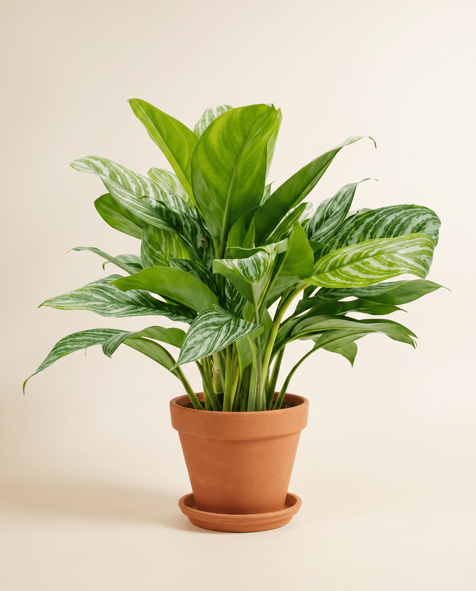 Aglaonema Chinese Evergreen Stripes